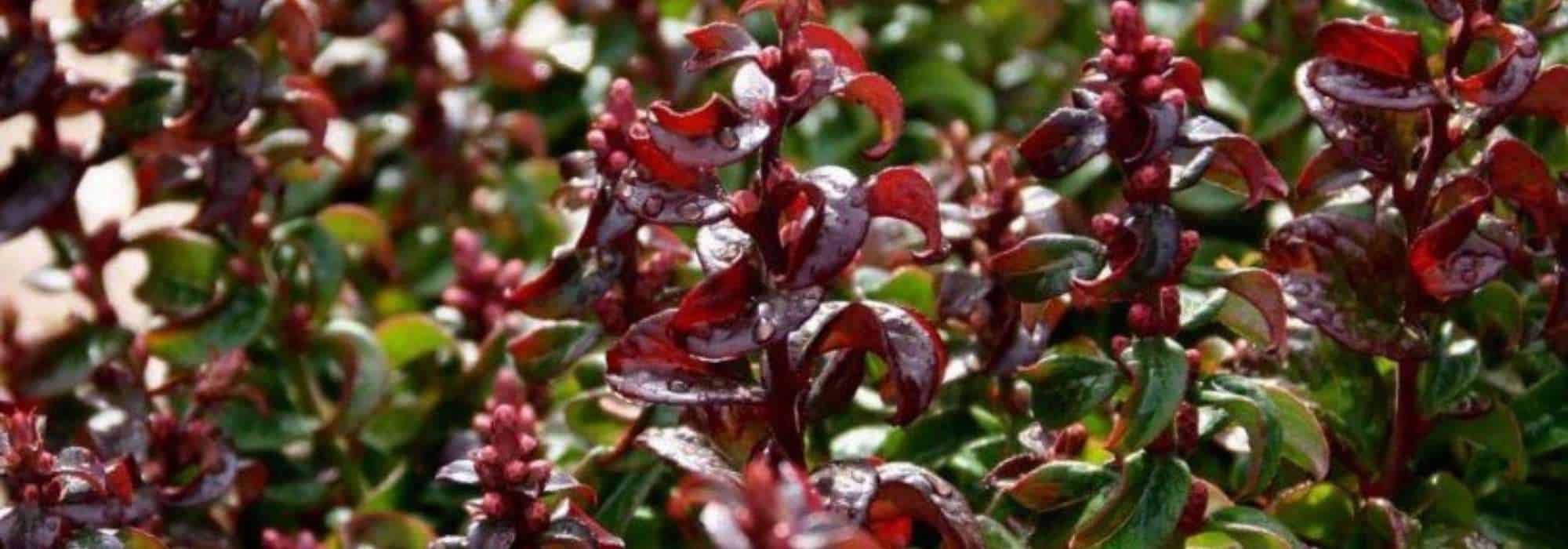 Como escolher um leucothoe?