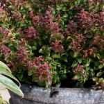 Cultivar um leucothoe em vaso