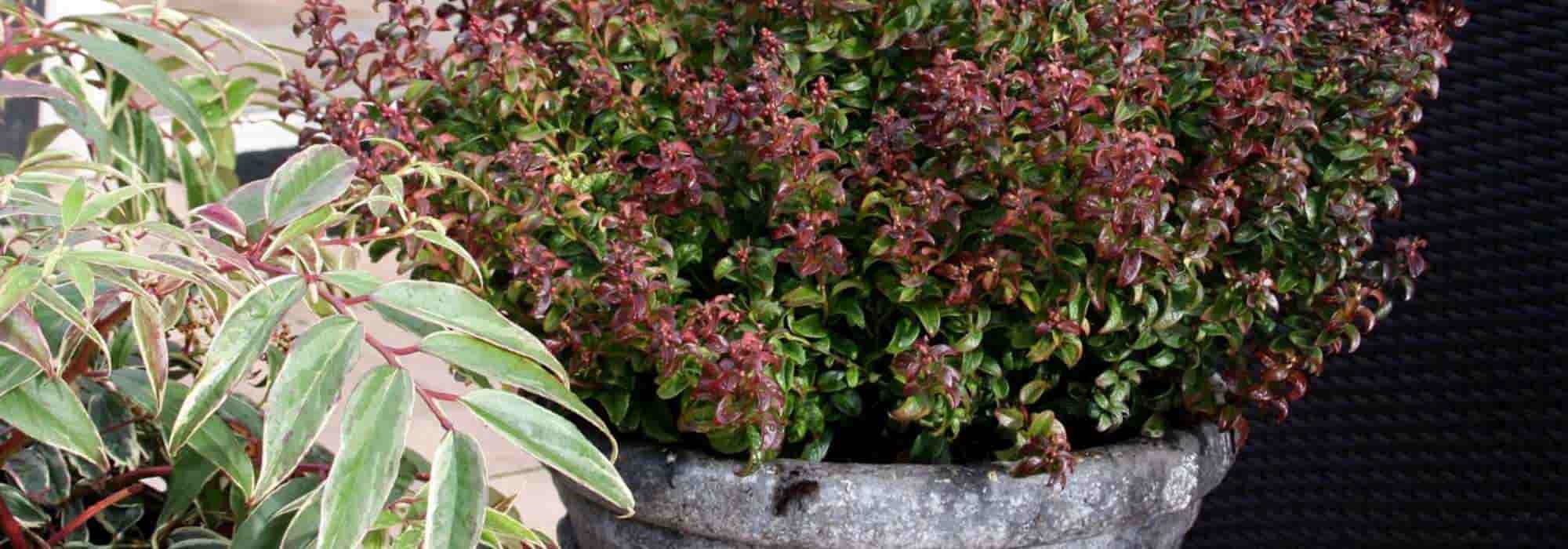 Cultivar um leucothoe em vaso