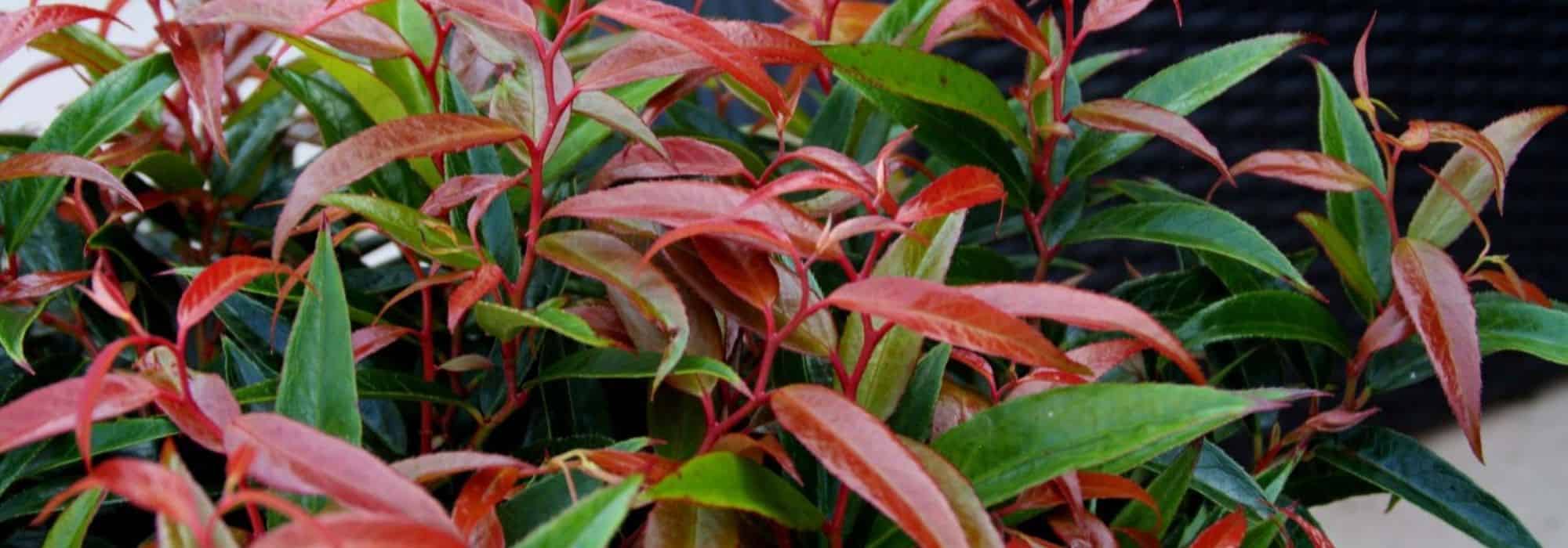 Combinar a Leucothoe