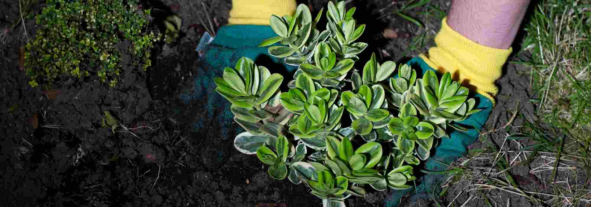 Plantação: as falsas boas ideias
