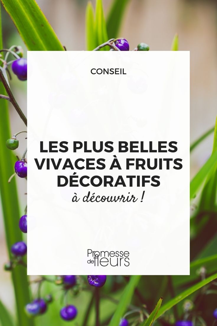 as mais bonitas plantas perenes com frutos decorativos