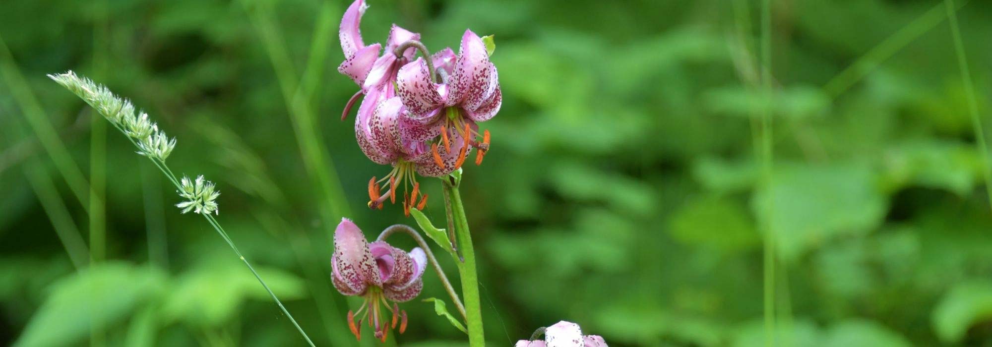 Os melhores lírios para um jardim naturalista