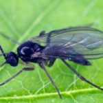 Mosca-do-substrato: Como eliminá-la?