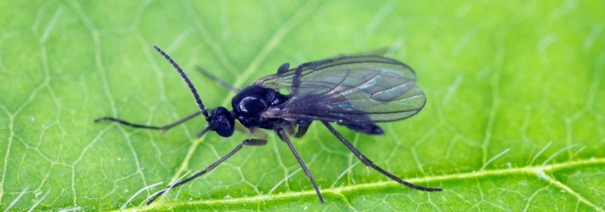 Mosca-do-substrato: Como eliminá-la?