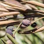 Doenças e pragas da oliveira