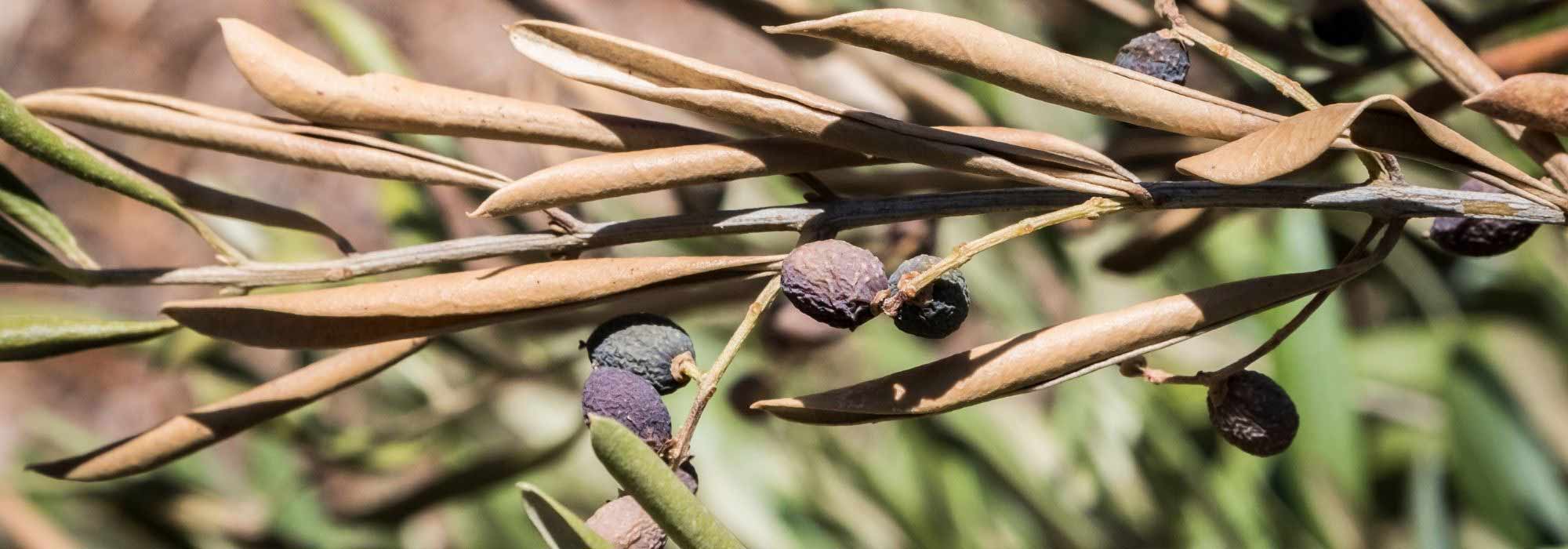 Doenças e pragas da oliveira