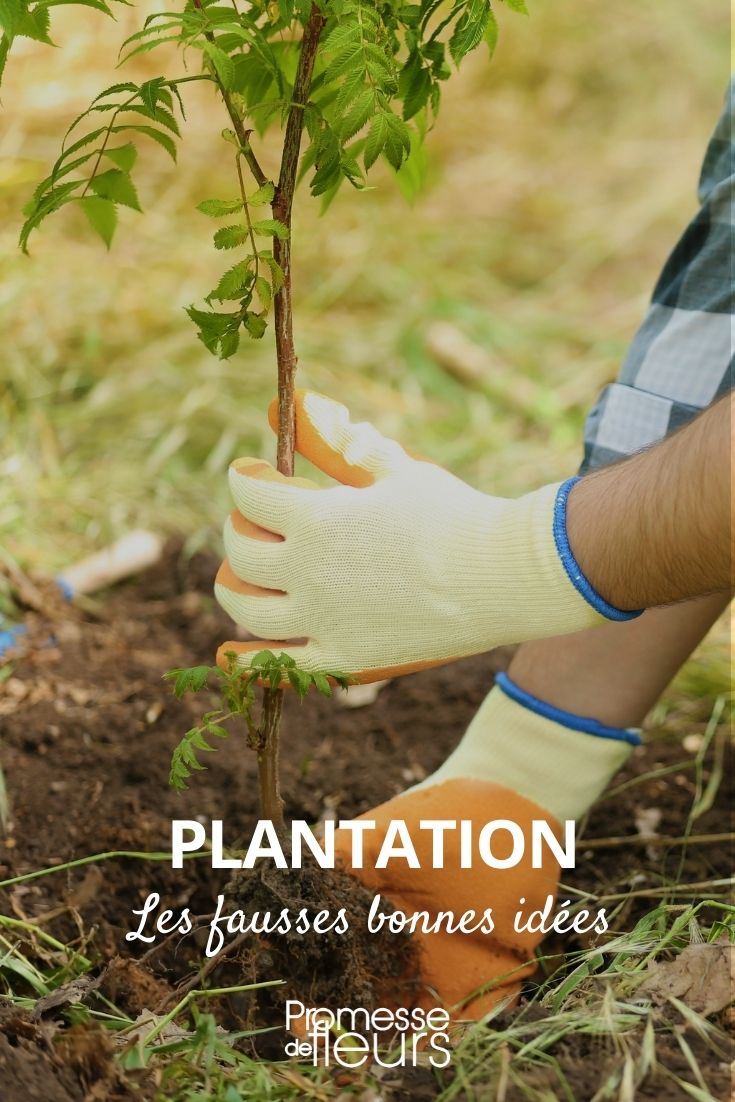 Plantação: ideias que parecem boas, mas não são