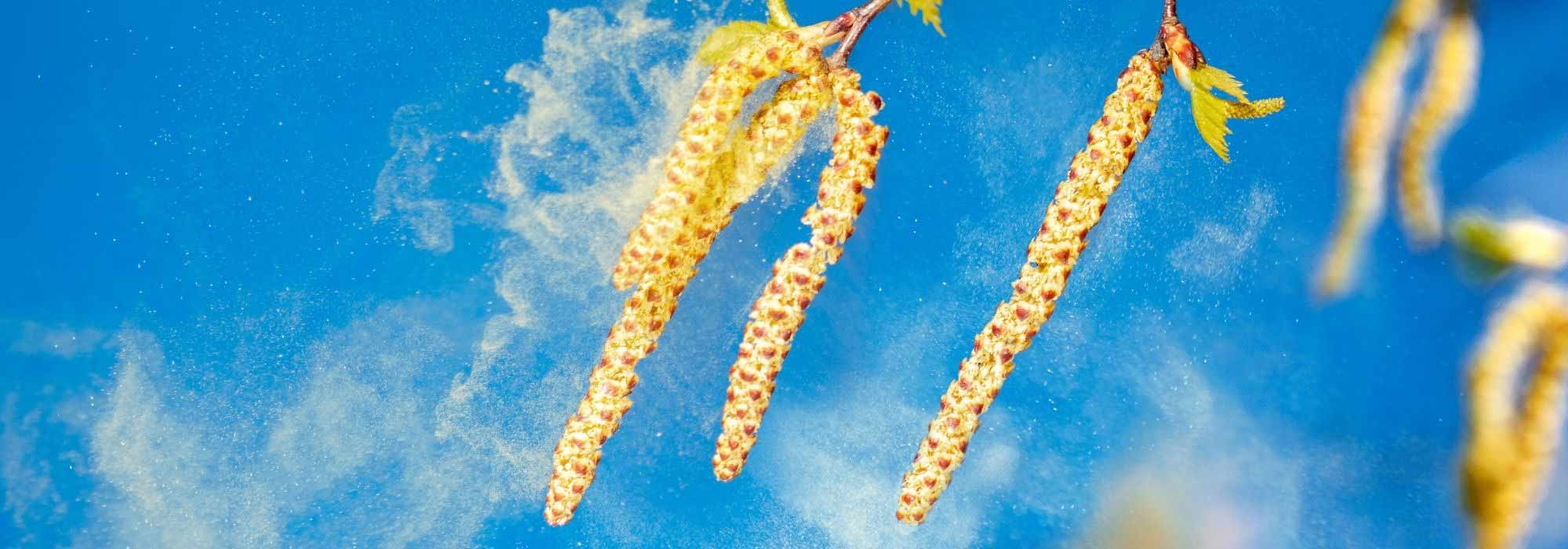 Alergia ao pólen: como preveni-la?