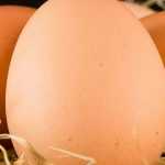 Ovos de galinha: 10 perguntas e respostas