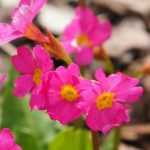 8 prímulas de floração excecional