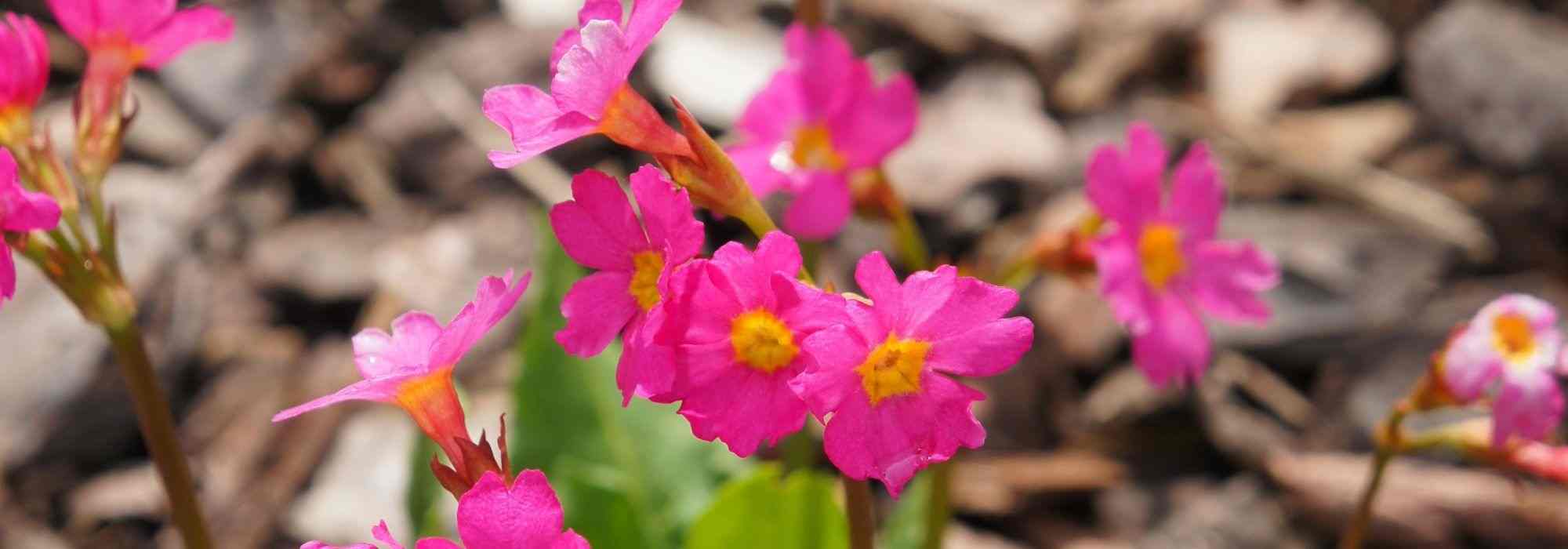 8 prímulas de floração excecional