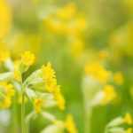 7 prímulas amarelas para cultivar no jardim