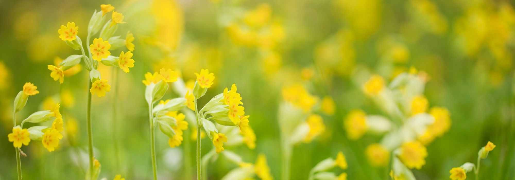 7 prímulas amarelas para cultivar no jardim