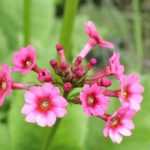 8 prímulas a cultivar no jardim