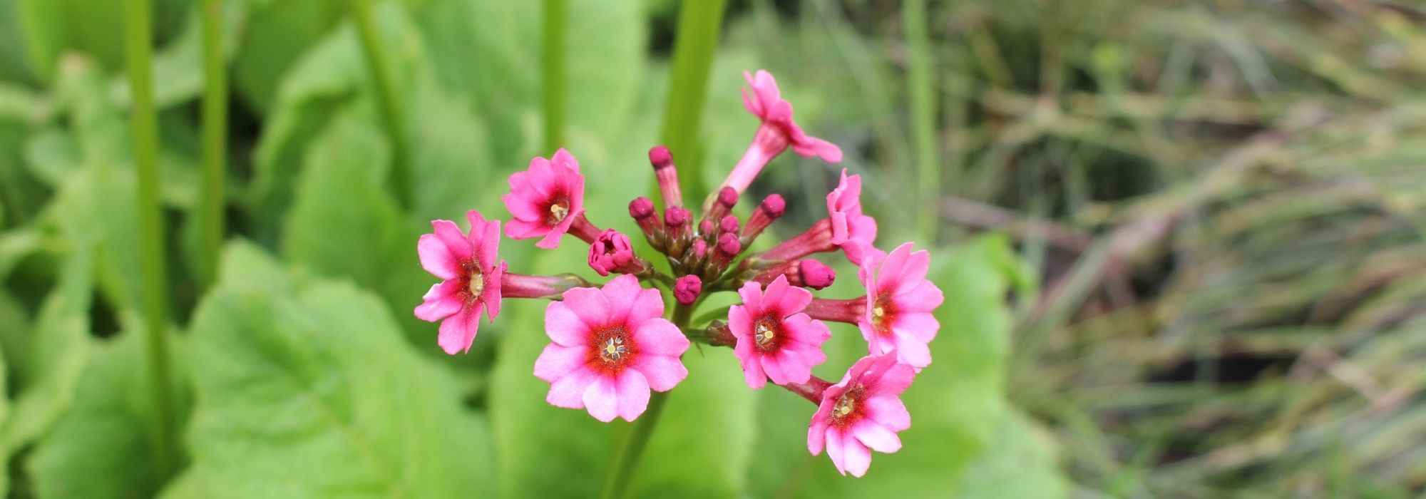 8 prímulas a cultivar no jardim
