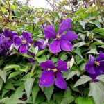 A poda das clematites de floração estival