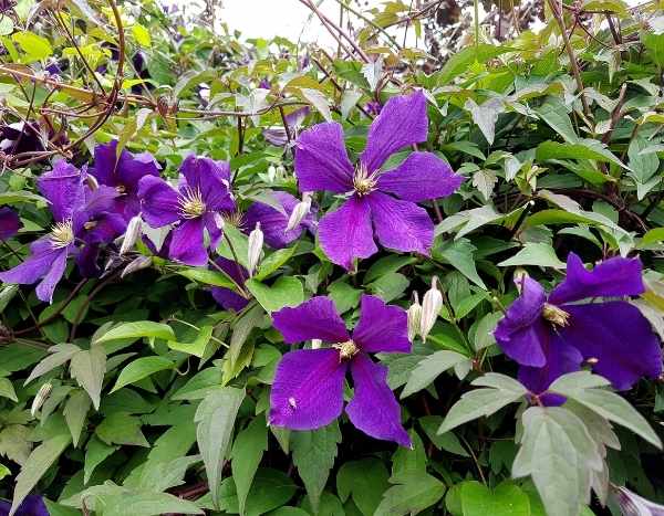 A poda das clematites de floração estival