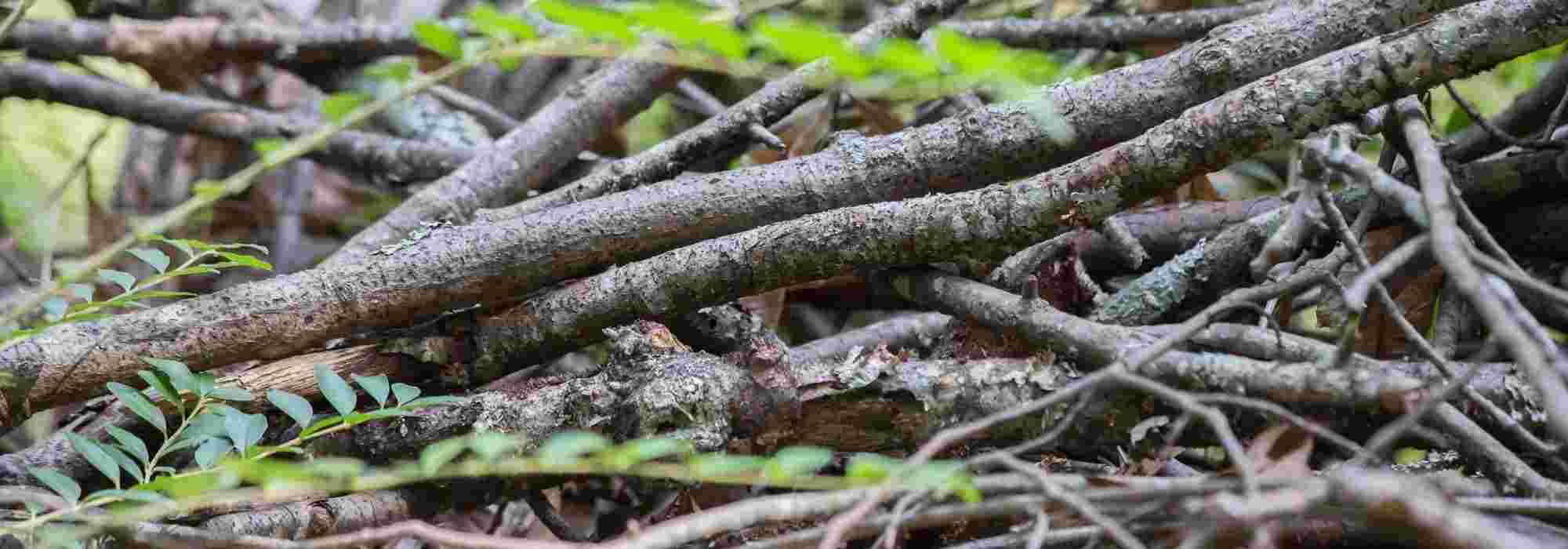 Um monte de ramos ou de madeira morta para a fauna do jardim