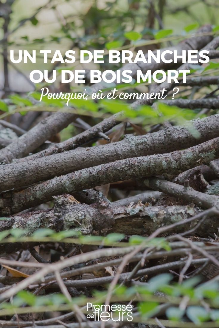 monte de ramos ou de lenha