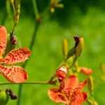 9 plantas perenes raras e de coleção