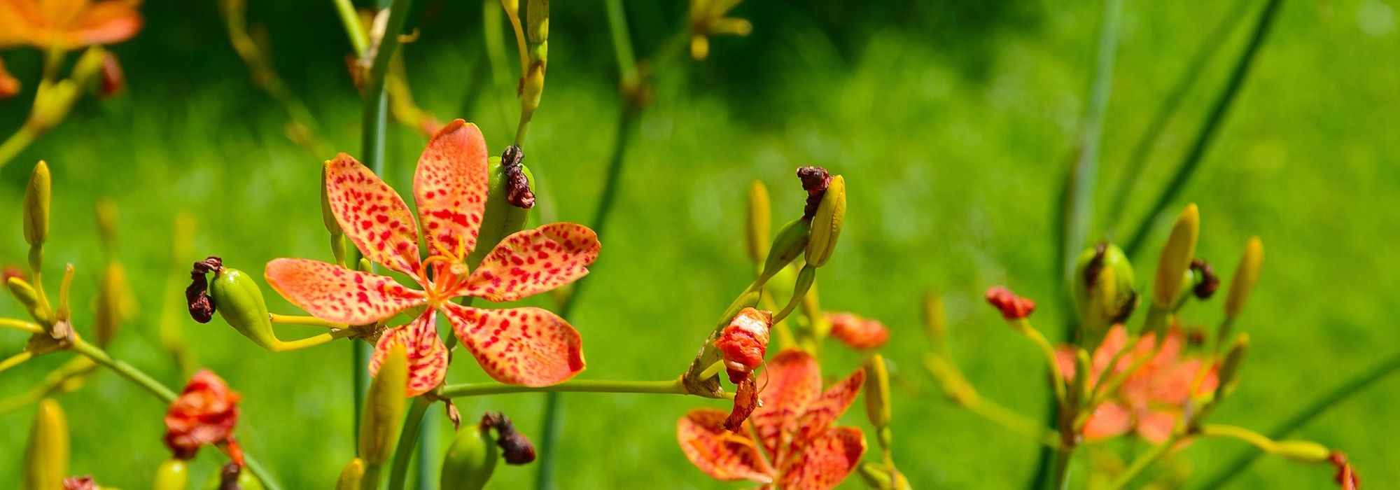 9 plantas perenes raras e de coleção