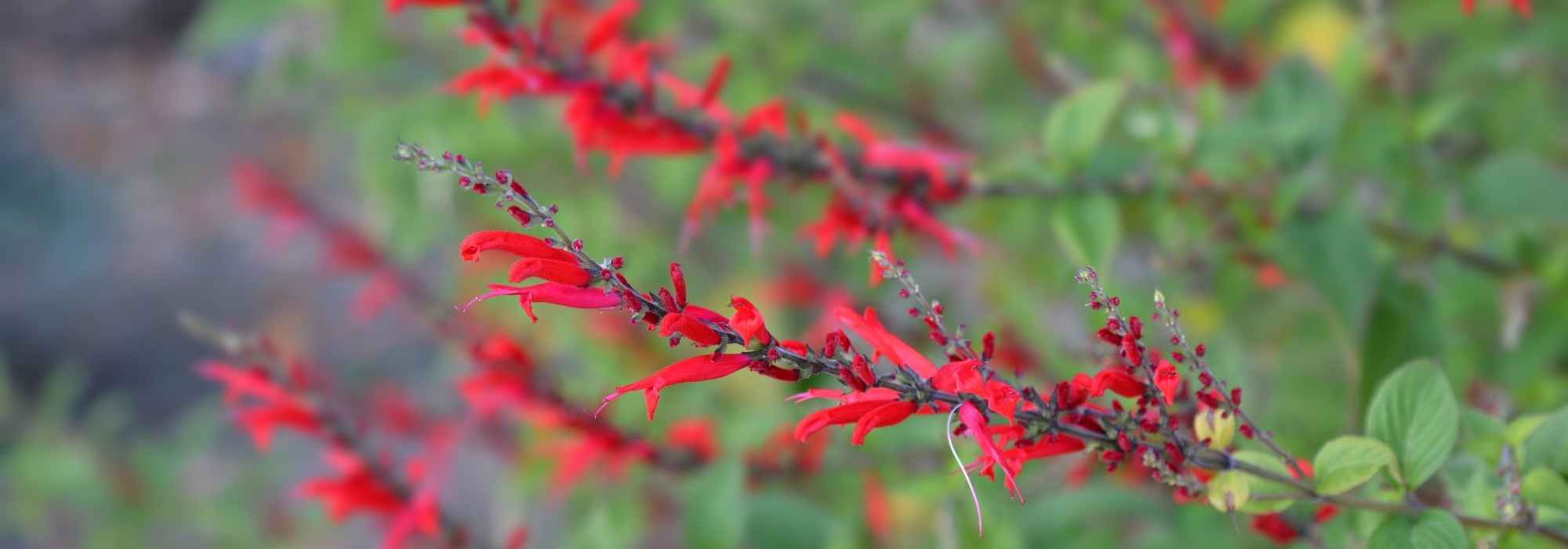 8 plantas perenes com flores vermelhas para incendiar o jardim