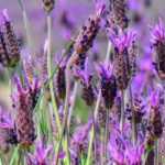 6 plantas perenes mediterrânicas