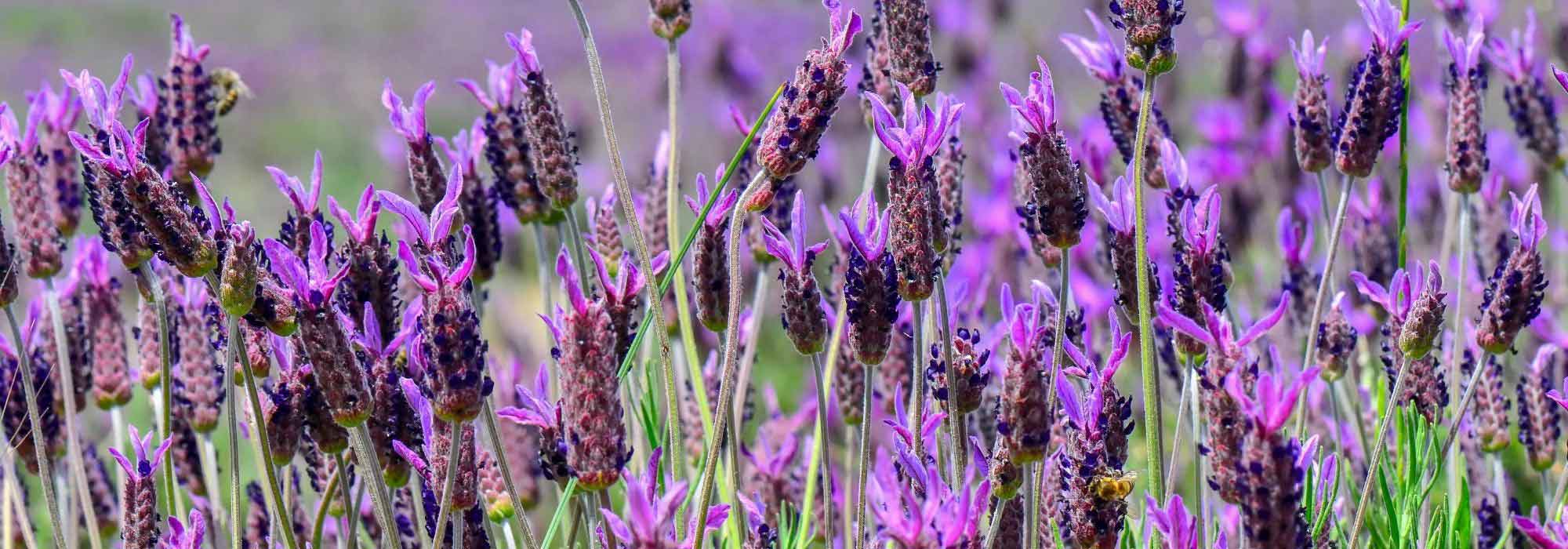 6 plantas perenes mediterrânicas