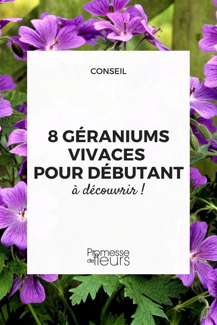 gerânios vivazes fáceis de cultivar no jardim