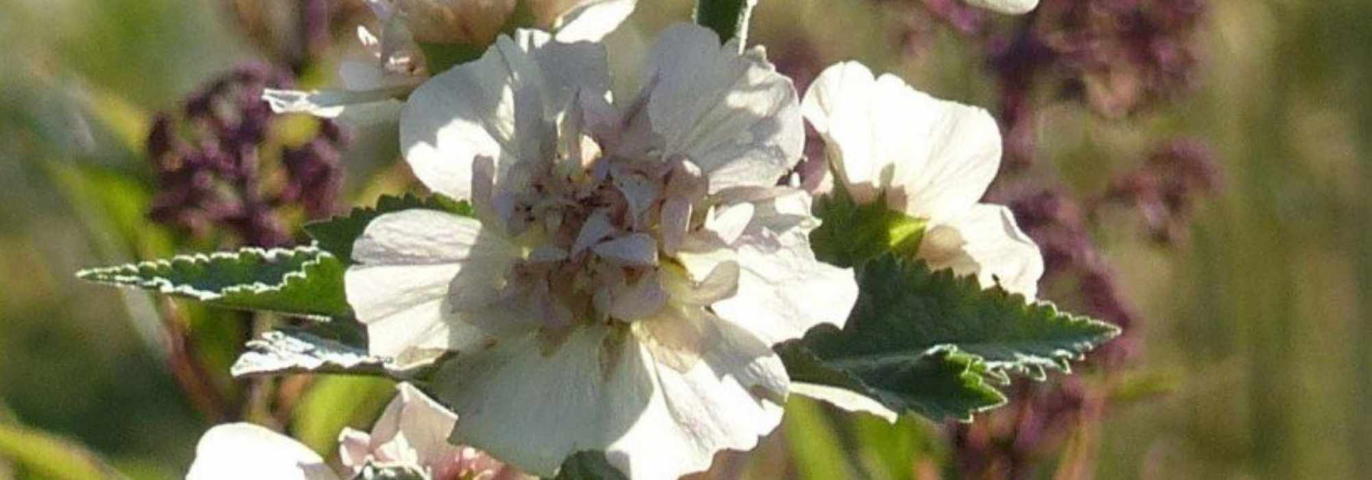 Alcalthaea: plantação, poda e cuidados
