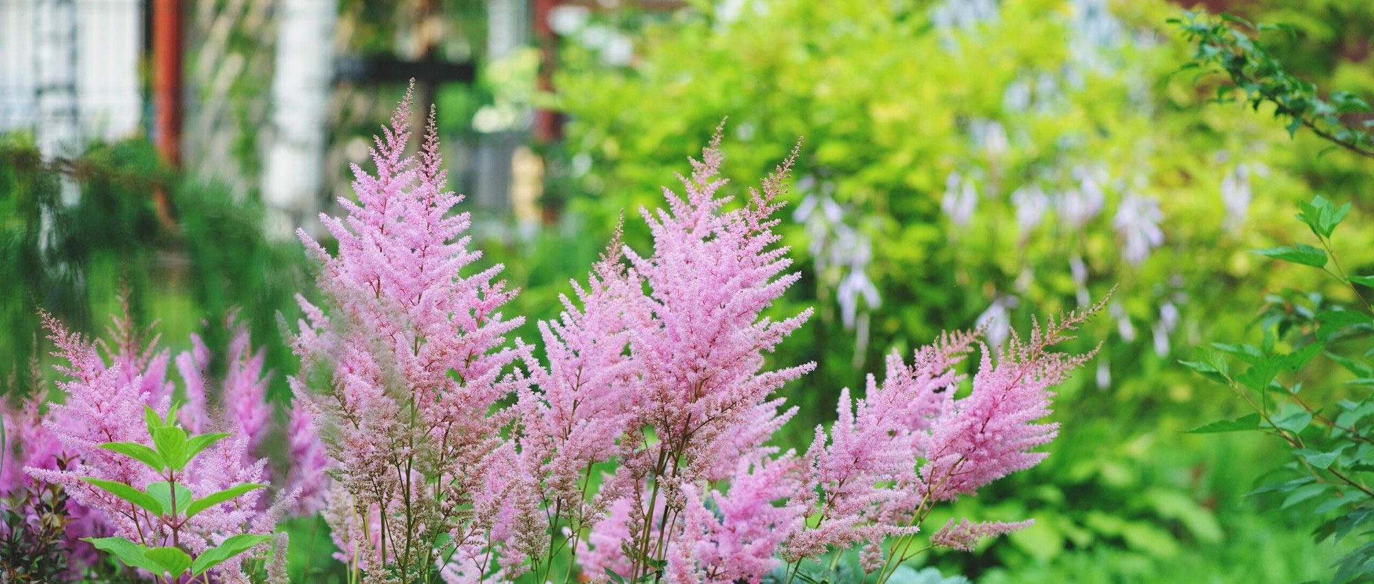Escolher uma astilbe