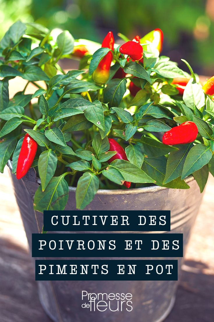 pimentos pimenteiras vaso recipiente floreira