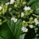 Cultivar a stevia