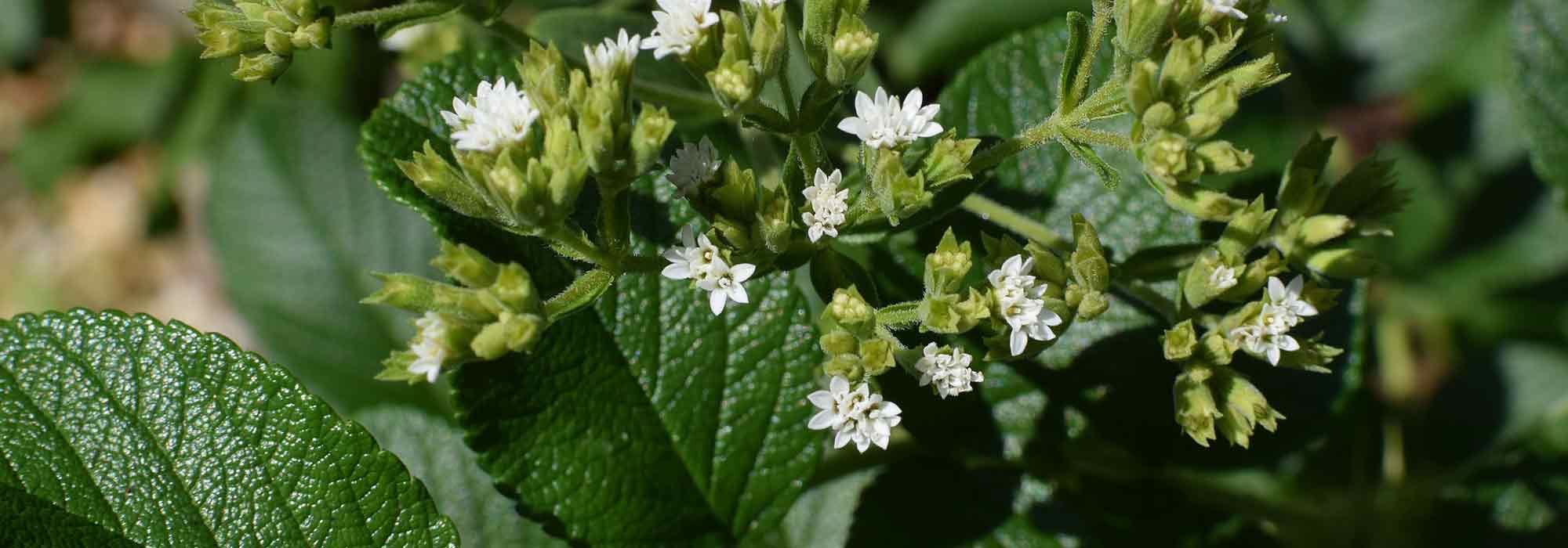 Cultivar a stevia