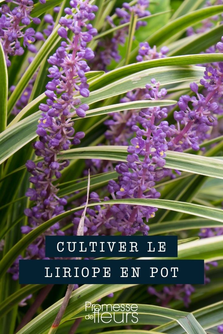 Cultivar o líriope em vaso