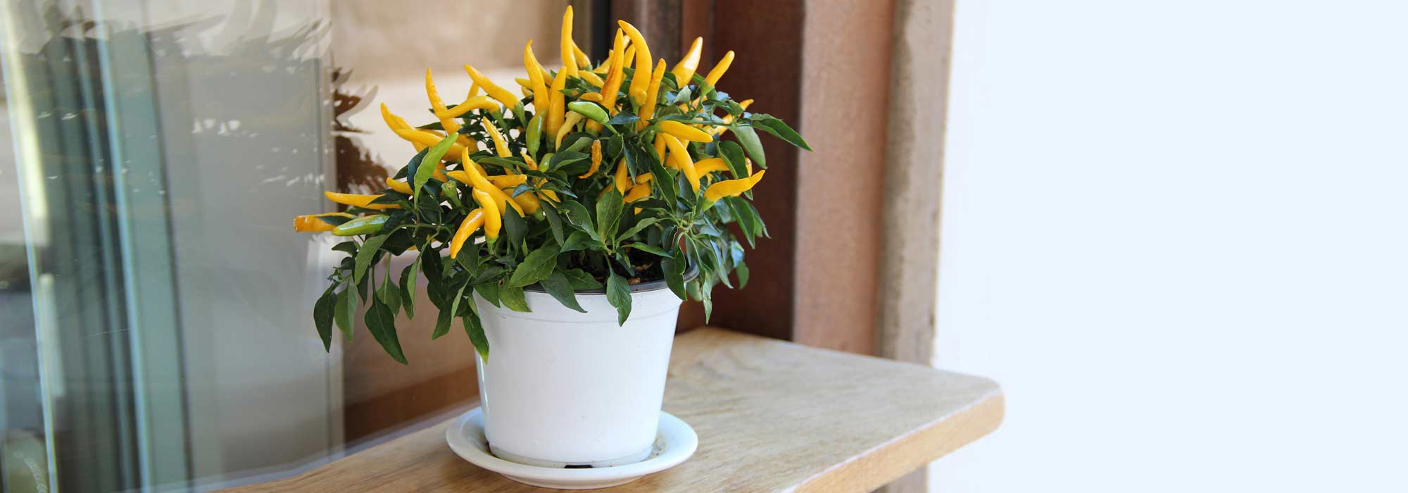 Cultivar pimentos e pimenteiras em vaso