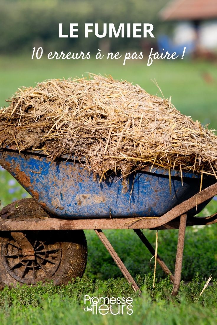 Erros a evitar com estrume no jardim