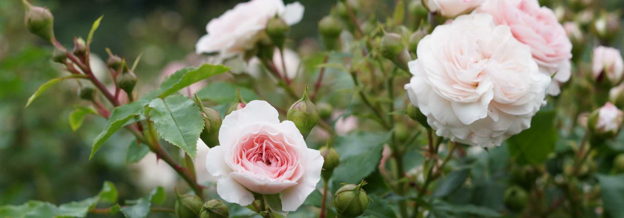 O que plantar junto às roseiras?