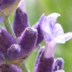 Alfazema: as mais bonitas variedades de flores violetas