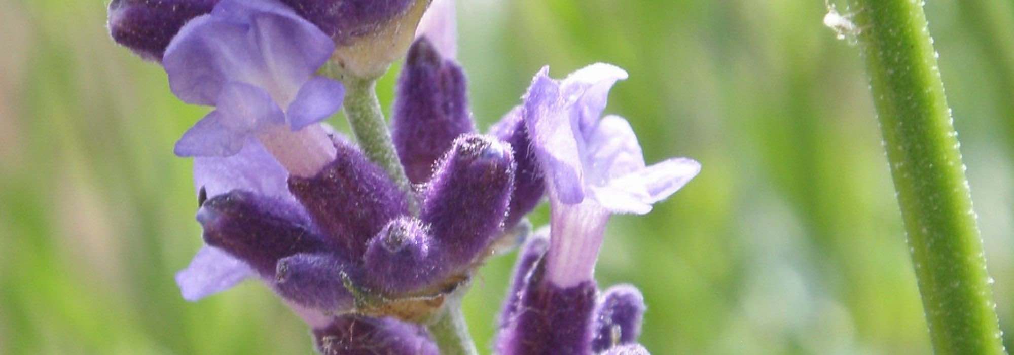 Alfazema: as mais bonitas variedades de flores violetas