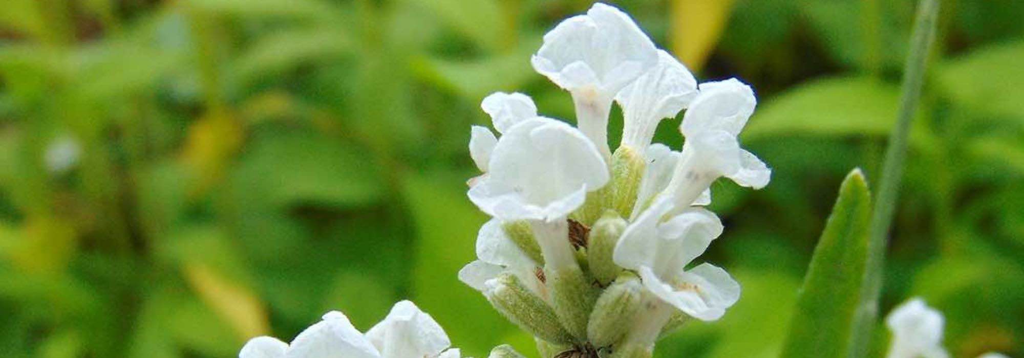 Alfazema: as mais belas variedades brancas