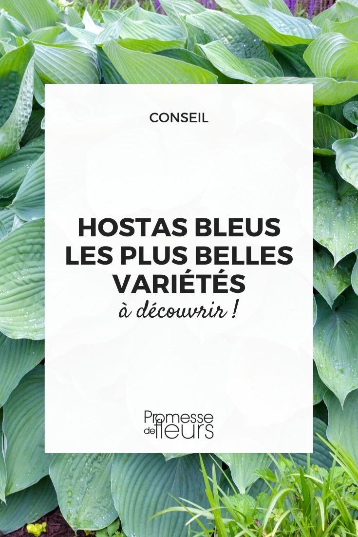 hosta de folhagem azulada