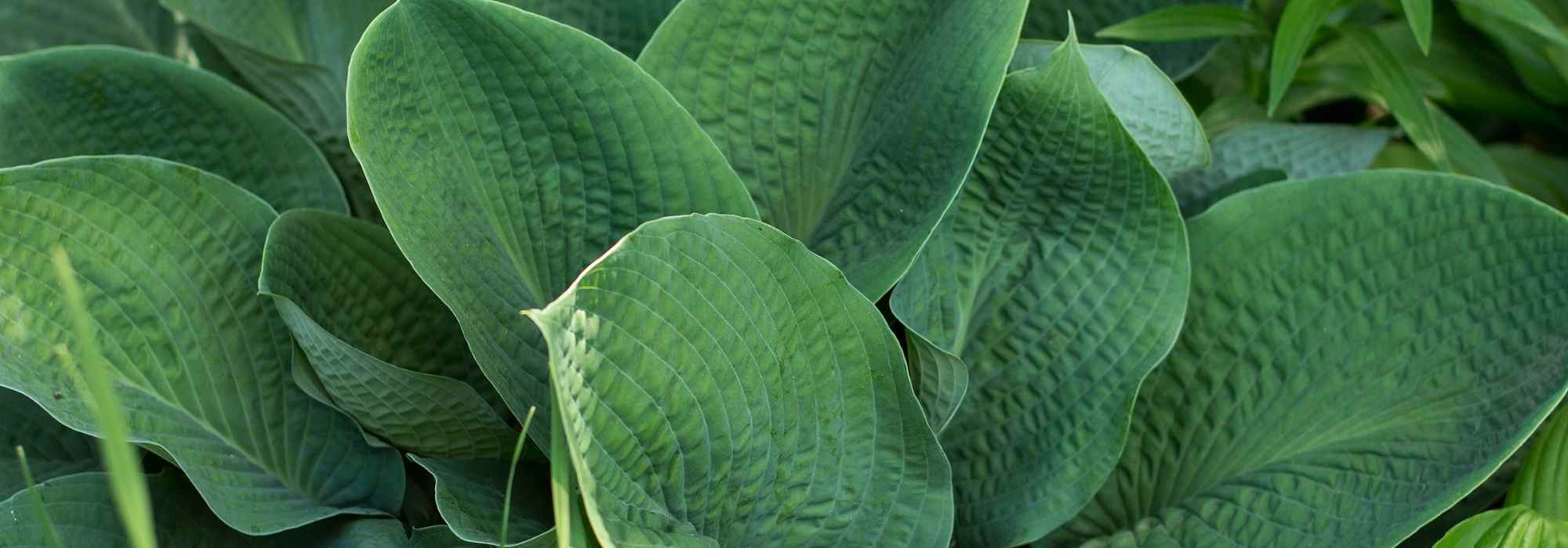 Hostas azuis: as variedades mais bonitas