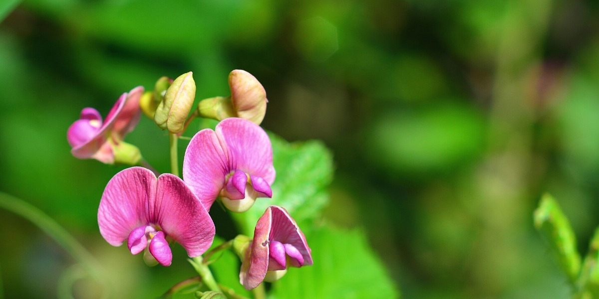 Chícharo: plantar, cultivar e cuidar