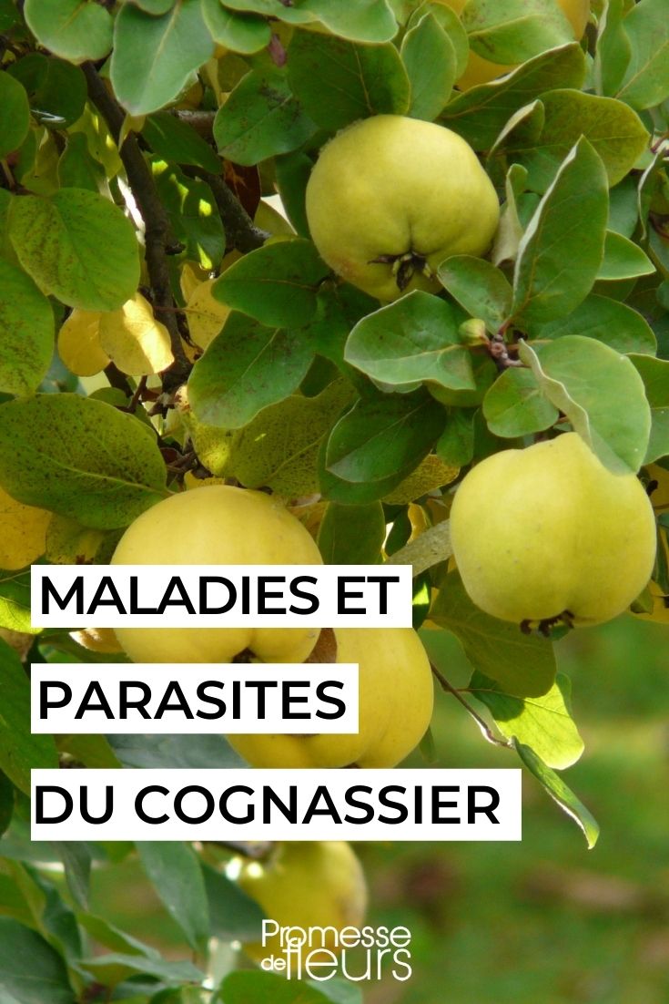 Doenças e pragas do marmeleiro