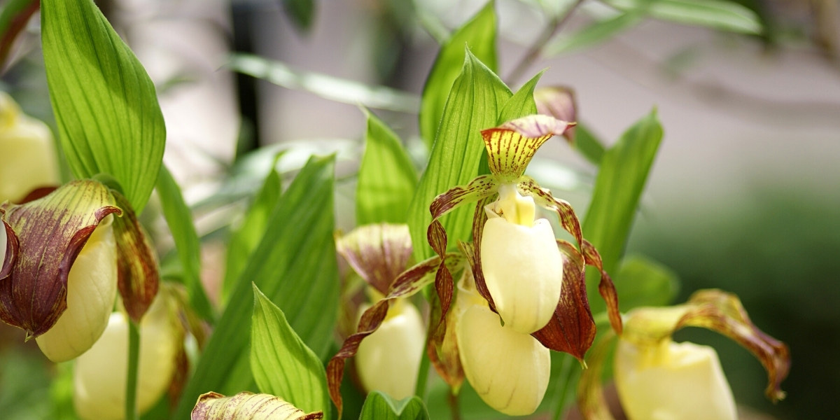 Orquídeas de jardim: plantar, cultivar e cuidar