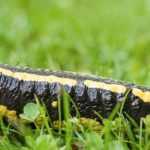 A salamandra-de-fogo