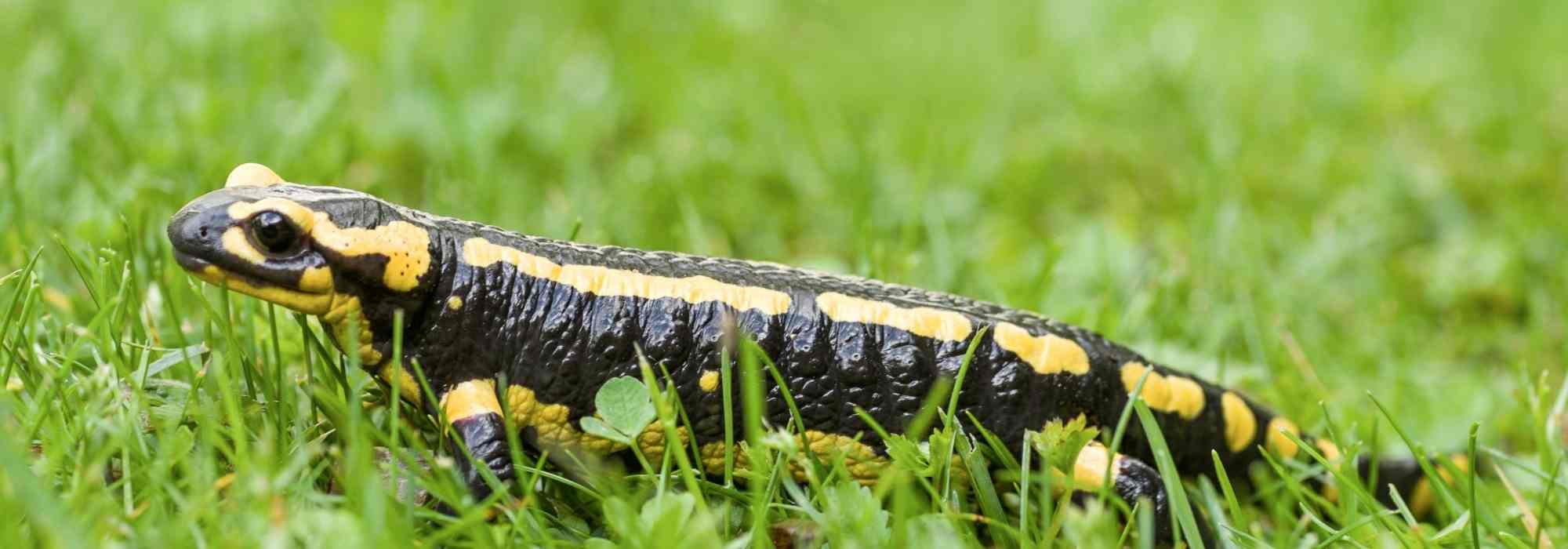A salamandra-de-fogo