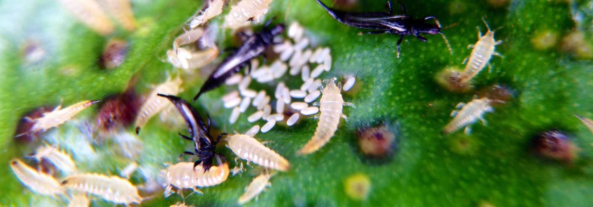 Tripes: identificação e tratamento natural